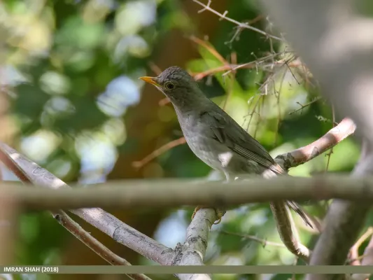 File:Tickell's Thrush (Turdus unicolor) (49178508372).jpg