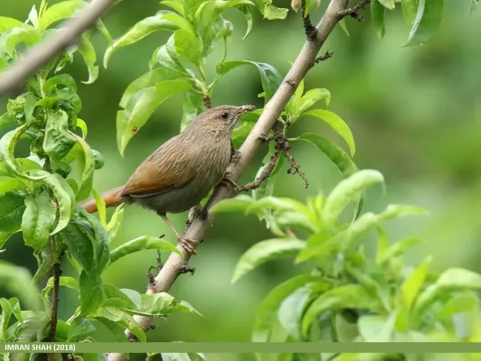 File:Streaked Laughingthrush (Trochalopteron lineatum) (49112330132).jpg