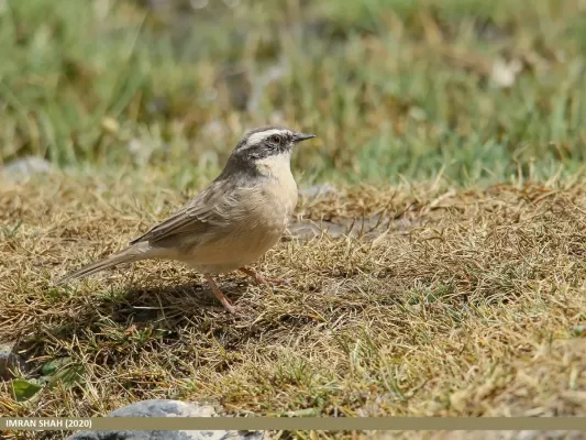 File:Brown Accentor (Prunella fulvescens) (51117533067).jpg