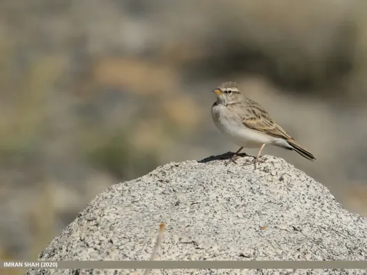 File:Hume's Lark (Calandrella acutirostris) (50800305673).jpg
