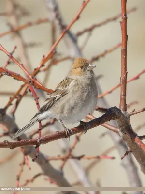 File:Plain Mountain Finch (Leucosticte nemoricola) (50801058741).jpg