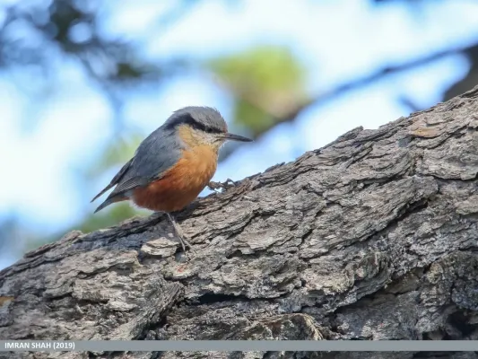 File:Kashmir Nuthatch (Sitta cashmirensis) (50800331388).jpg