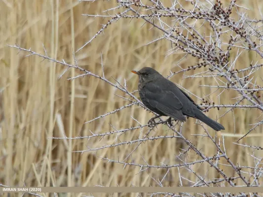 File:Tibetan Blackbird (Turdus maximus) (50791585628).jpg