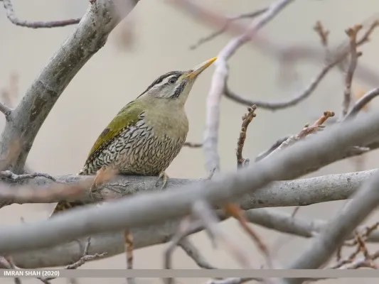 File:Scaly-bellied Woodpecker (Picus squamatus) (50615147352).jpg