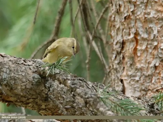 File:Brooks's Leaf Warbler (Phylloscopus subviridis) (50584864821).jpg