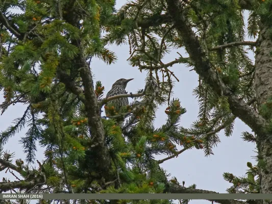 File:Large-spotted Nutcracker (Nucifraga multipunctata) (28146902733).jpg