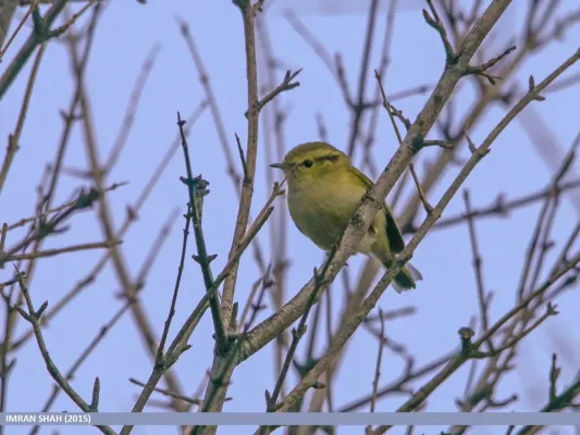 File:Lemon-rumped Warbler (Phylloscopus chloronotus) (23905958956).jpg