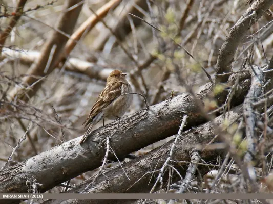 File:Plain Mountain Finch (Leucosticte nemoricola) (26872926420).jpg