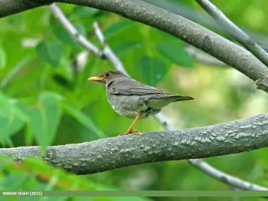 File:Tickell's Thrush (Turdus unicolor) (21475764273).jpg