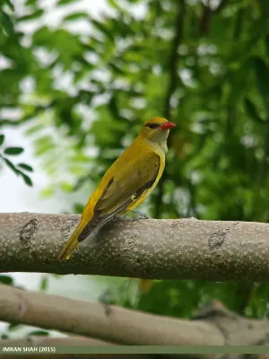 File:Indian Golden Oriole (Oriolus kundoo) (19679517380).jpg