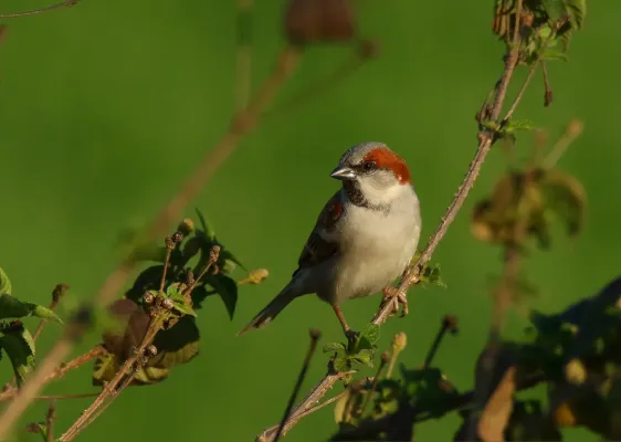 File:Sind Sparrow (Passer pyrrhonotus) (25587655716).jpg