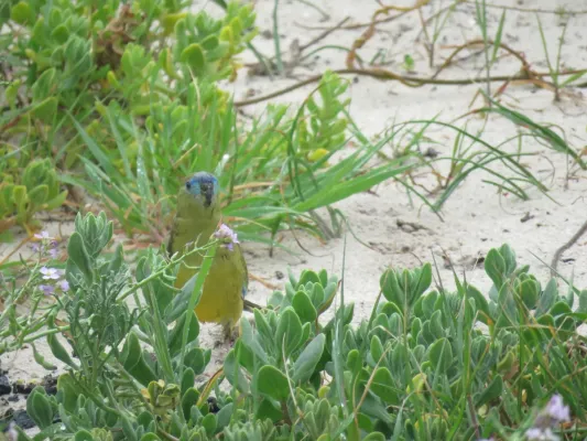 File:Rock parrots (Neophema petrophila) at Sandy Cape Recreation Park, September 2021 03.jpg