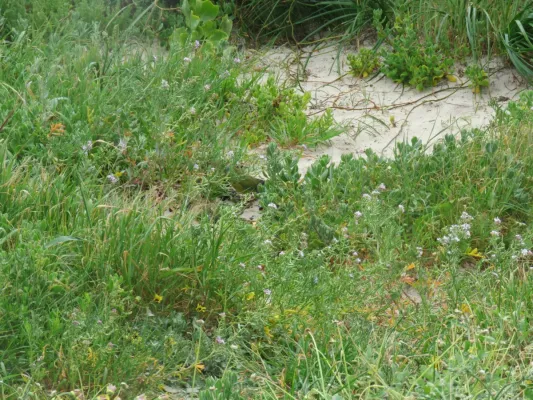 File:Rock parrots (Neophema petrophila) at Sandy Cape Recreation Park, September 2021 01.jpg