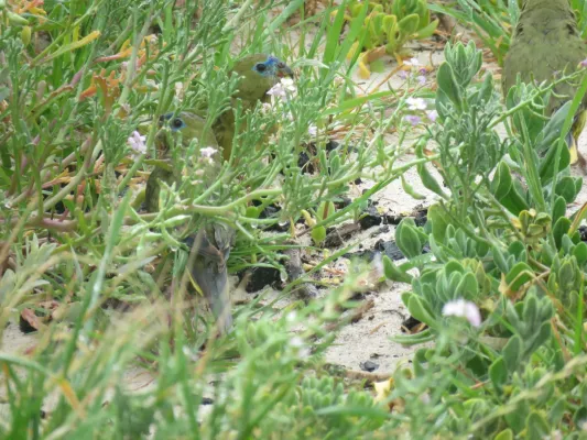 File:Rock parrots (Neophema petrophila) at Sandy Cape Recreation Park, September 2021 02.jpg
