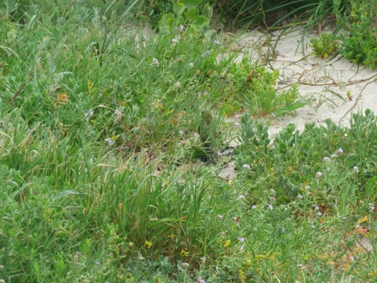 File:Rock parrots (Neophema petrophila) at Sandy Cape Recreation Park, September 2021 04.jpg