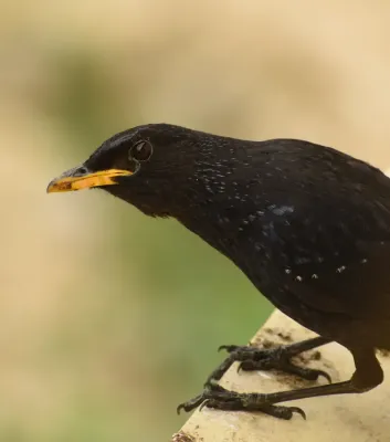 File:Blue whistling thrush (Myophonus caeruleus) D35 3891 01.jpg