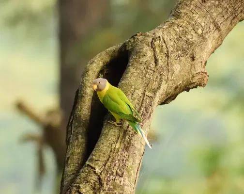 File:Grey-headed parakeet (Psittacula finschii) D35 7817 01.jpg
