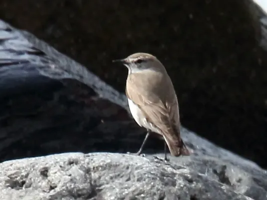 File:White-browed Ground-Tyrant (Muscisaxicola albilora) (15774926697) (cropped).jpg