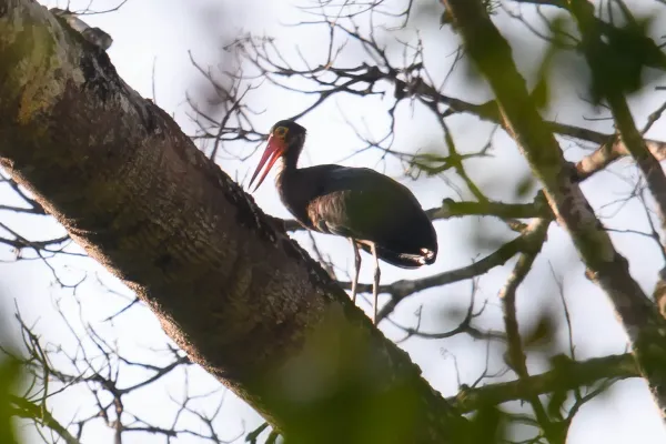 File:Ciconia stormi, Storm's stork - Thailand (49929189156).jpg
