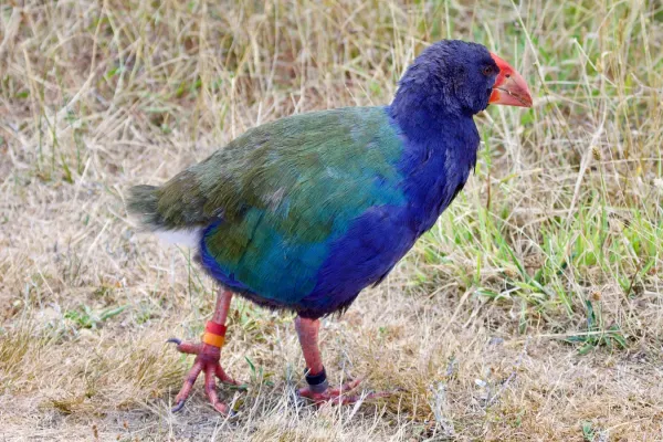 File:Porphyrio hochstetteri.jpg