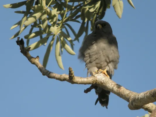 File:Sooty Falcon (Falco concolor), Allée des Baobabs, Morondava, Madagascar (4467392416).jpg