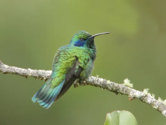 File:Green Violet-ear (Colibri thalassinus), Copey de Dota, Costa Rica (3976502601).jpg