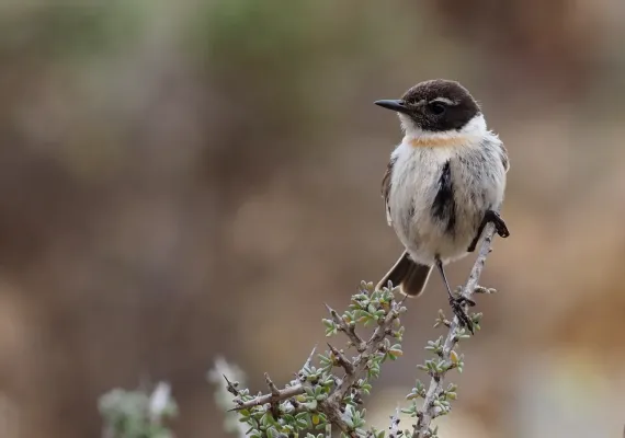 File:Canary Island Stonechat (Saxicola dacotiae), Fuerteventura (41064994604).jpg