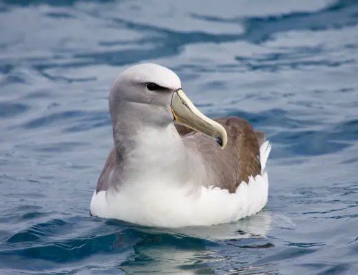 File:Thalassarche salvini.jpg
