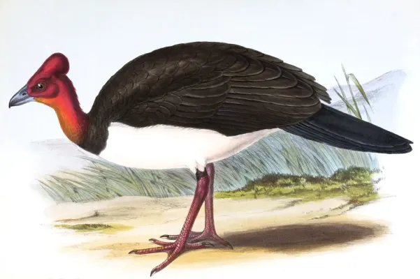 File:Aepypodius arfakianus.jpg