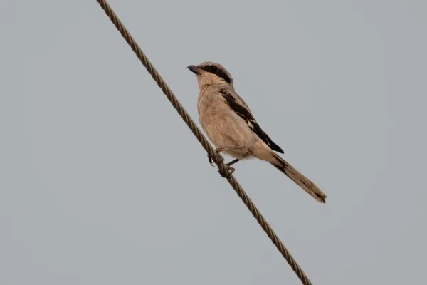 File:Lanius ludovicianus 149326062.jpg
