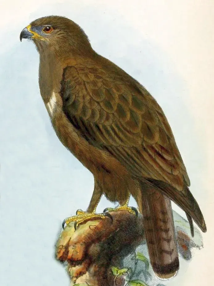 File:Buteo hemilasius.jpg