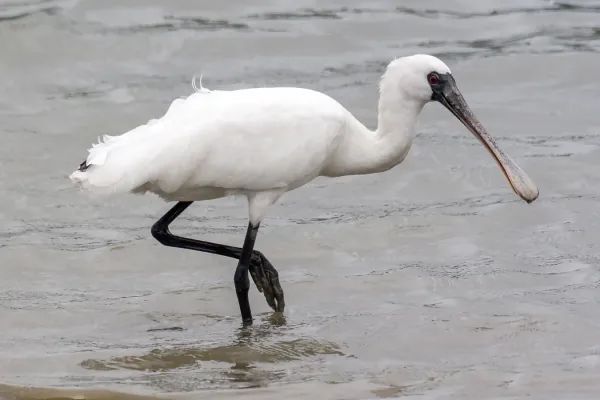 File:Platalea minor okinawa.jpg