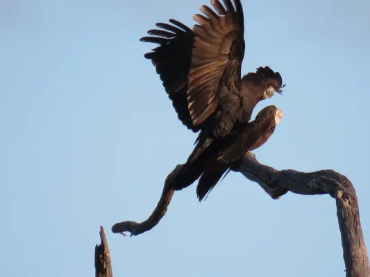File:Red-tailed black cockatoos (Calyptorhynchus banksii) at Coalseam Conservation Park, September 2021 02.jpg