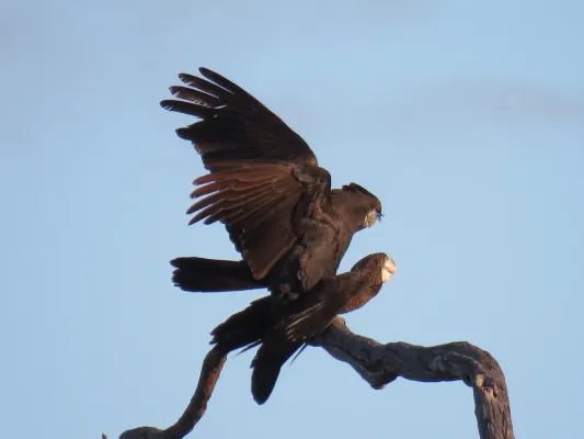 File:Red-tailed black cockatoos (Calyptorhynchus banksii) at Coalseam Conservation Park, September 2021 05.jpg