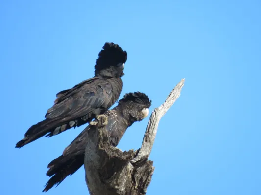 File:Red-tailed black cockatoos (Calyptorhynchus banksii) at Coalseam Conservation Park, September 2021 15.jpg