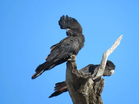 File:Red-tailed black cockatoos (Calyptorhynchus banksii) at Coalseam Conservation Park, September 2021 17.jpg