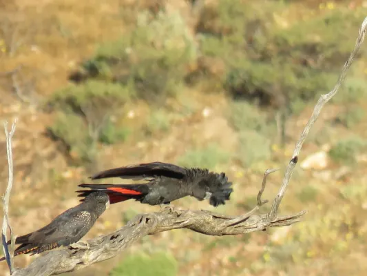 File:Red-tailed black cockatoos (Calyptorhynchus banksii) at Coalseam Conservation Park, September 2021 31.jpg