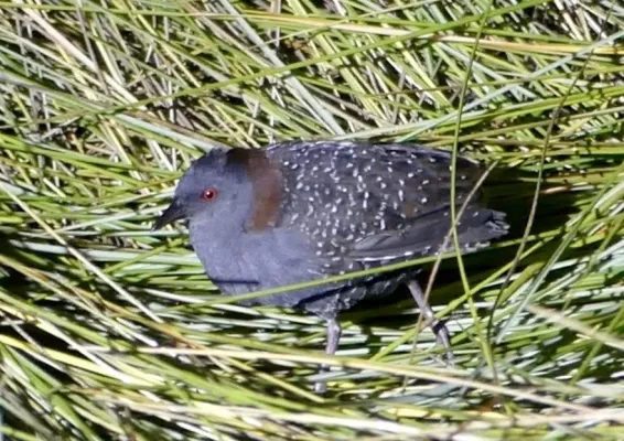 File:Laterallus jamaicensis 56086488.jpg