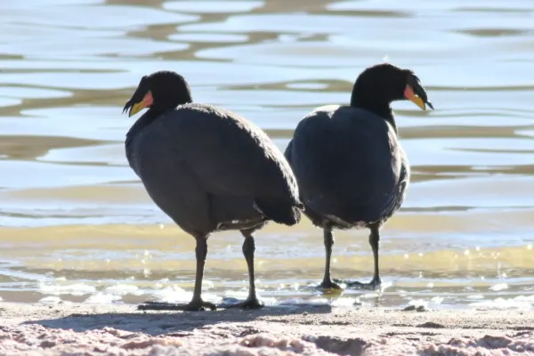 File:Fulica cornuta 117475270.jpg