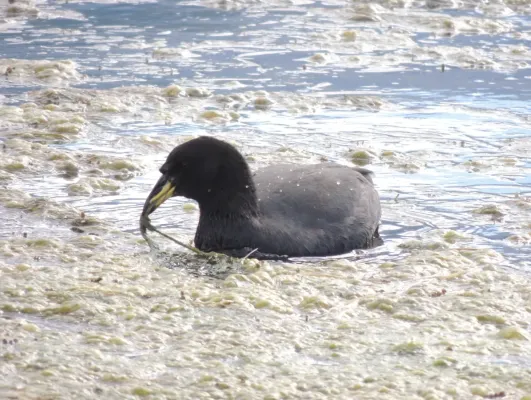 File:Fulica cornuta 32959922.jpg