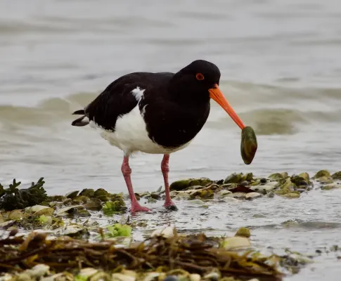 File:Haematopus finschi.jpg
