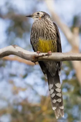 File:Anthochaera paradoxa.jpg