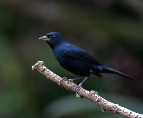 File:Tachyphonus coronatus -Vale do Ribeira, Sao Paulo, Registro, Brasil -male-8.jpg