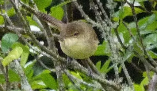 File:Acrocephalus kerearako (cropped).jpg