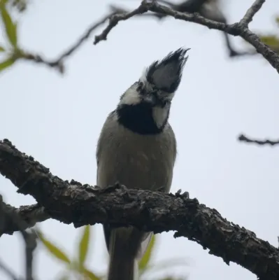File:Baeolophus wollweberi Tucson AZ.jpg