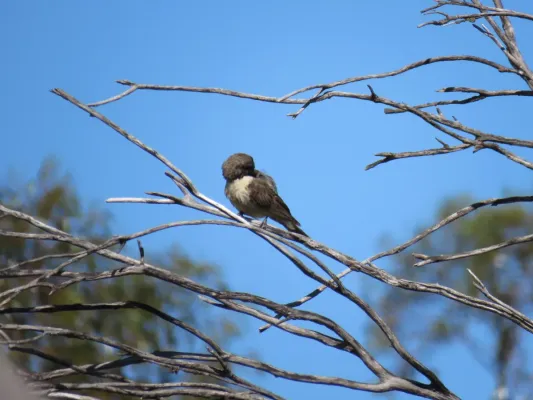 File:Spiny-cheeked honeyeater (Acanthagenys rufogularis) at Coalseam Conservation Park, September 2021 03.jpg