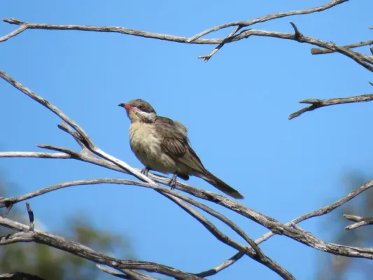 File:Spiny-cheeked honeyeater (Acanthagenys rufogularis) at Coalseam Conservation Park, September 2021 04.jpg
