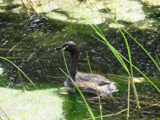 File:Australasian grebe (Tachybaptus novaehollandiae) at Rockingham, September 2021 01.jpg