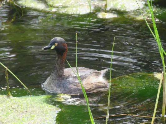 File:Australasian grebe (Tachybaptus novaehollandiae) at Rockingham, September 2021 04.jpg
