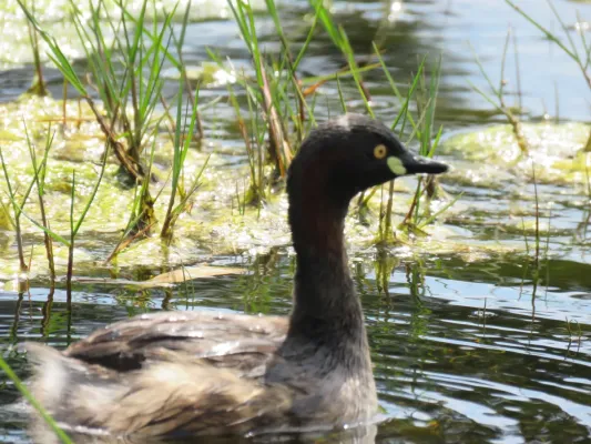 File:Australasian grebe (Tachybaptus novaehollandiae) at Rockingham, September 2021 11.jpg